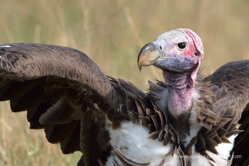 Gros plan sur un vautour africain, son cou et son plumage.