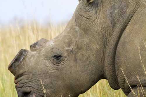 Rhino Africa in the News