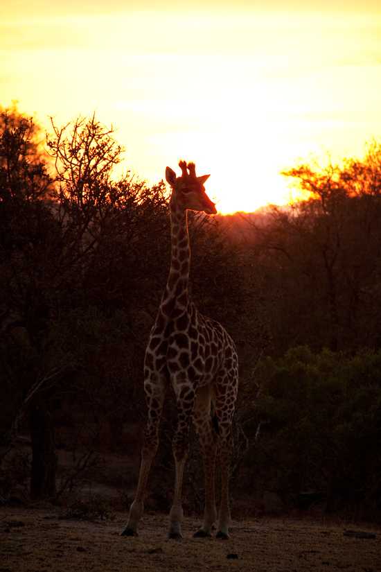 An Incredible Sabi Sand Safari: Part III – Londolozi Founders & Pioneer Camps