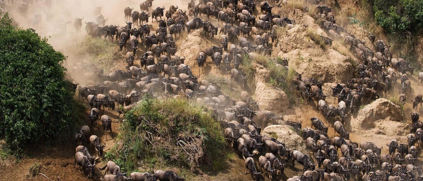 La Gran Migración del Serengueti