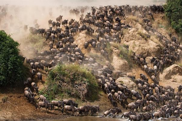 La Gran Migración del Serengueti
