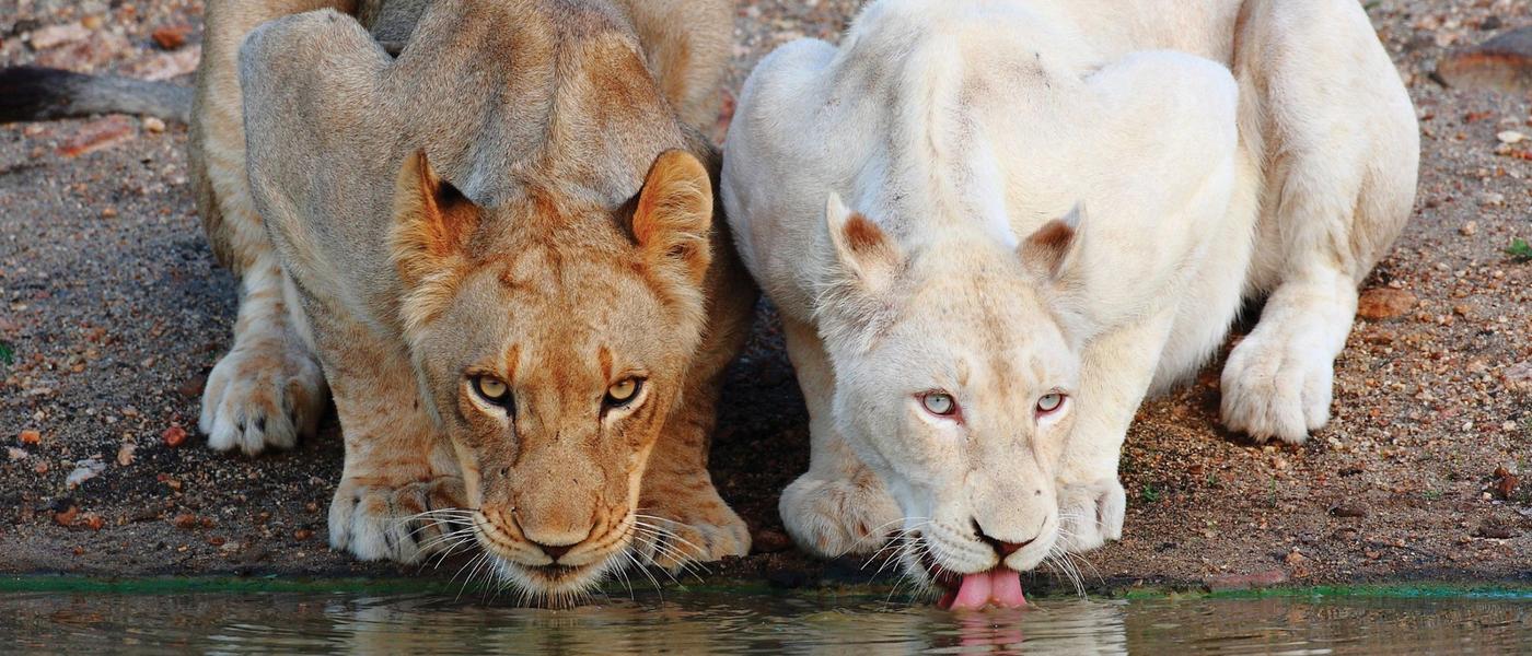 Getting To Know The Timbavati