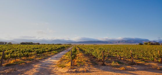 Our Favourite Restaurants in Hermanus