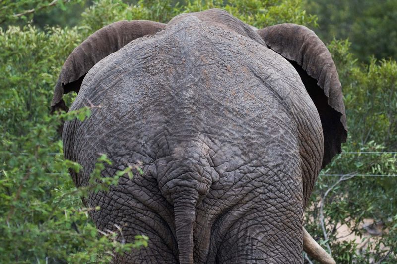 éléphant vu de dos