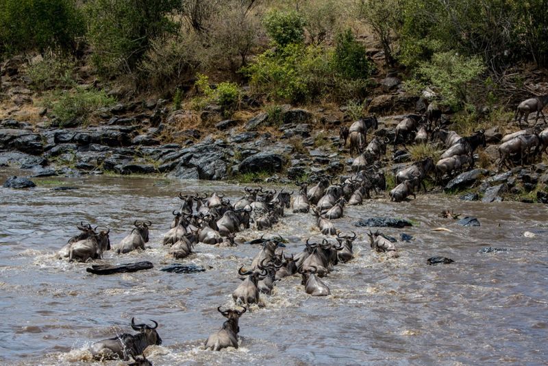 A grande migração de gnus em ação