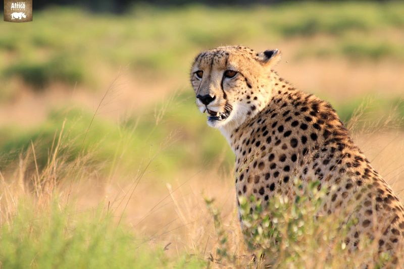 Male Cheetah at Phinda Private Reserve