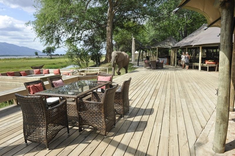 an elephant walks near the deck