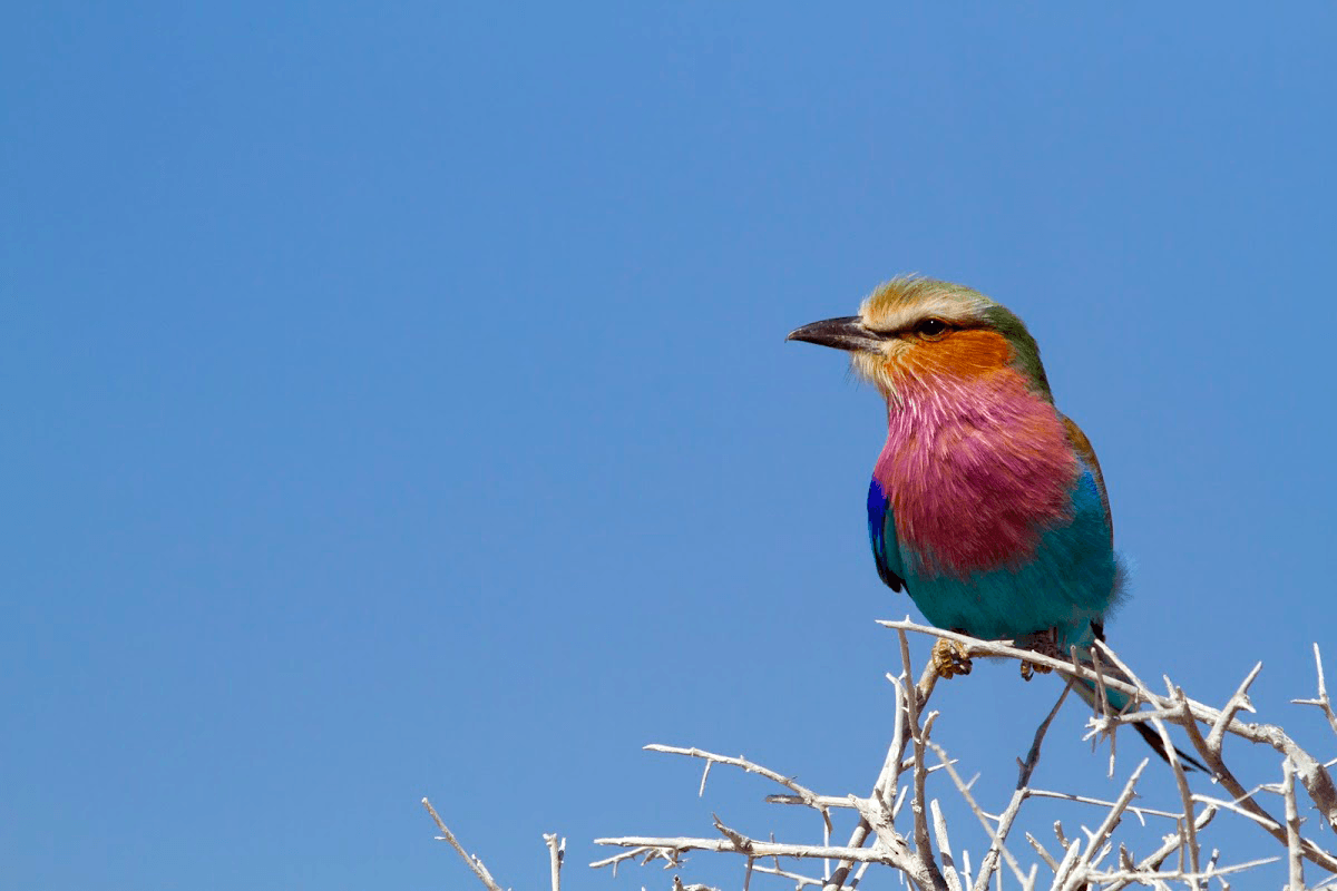 Observação de aves na África do Sul | Vernon Head mostra o caminho
