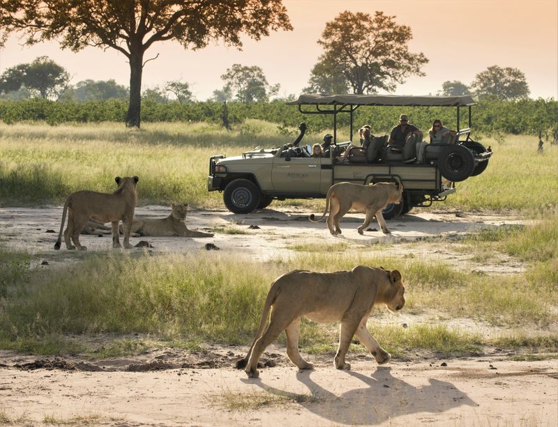 Pirschfahrt mit Löwensichtung im Hwange Nationalpark