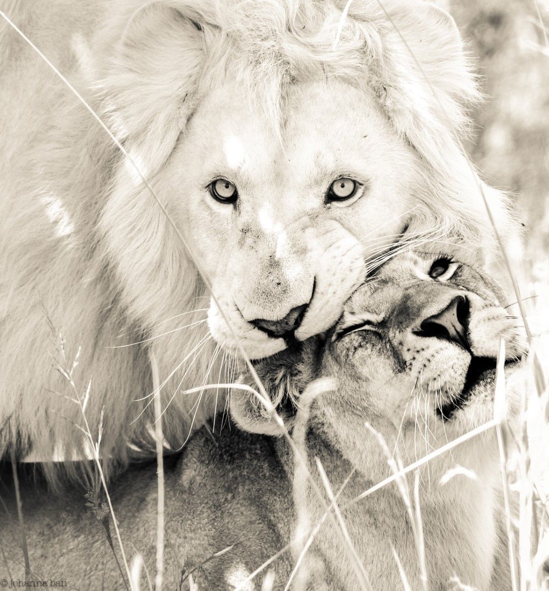 5 Gründe, im Timbavati Game Reserve zu übernachten