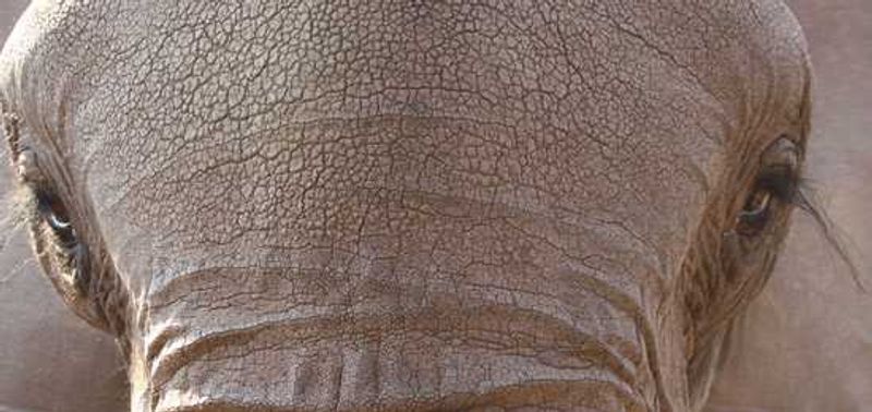 Johannesburg, Victoria Falls, Chobe - Part II