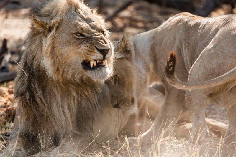 A lion snarling at a lioness