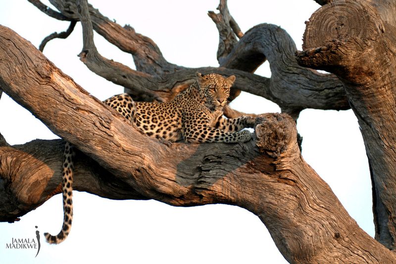 Leopard in tree