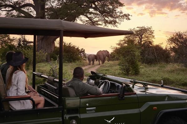 Comment rester pleinement présent pendant un safari