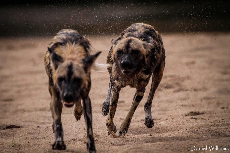 Wild-Dogs-running