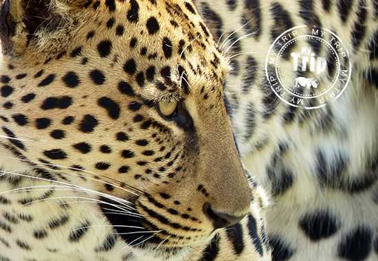 My Trip | A Walking Safari Is Not For The Fainthearted