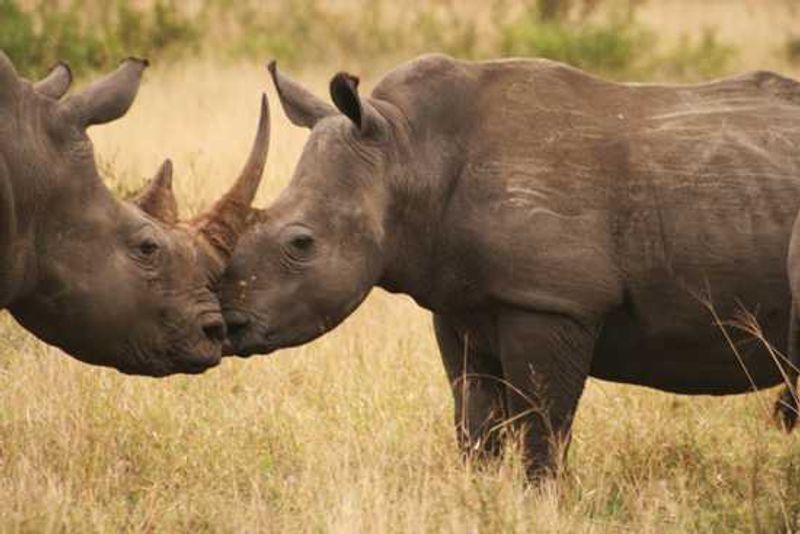 Rhinos in Kruger