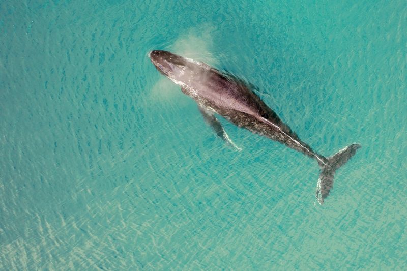 Aerial view of a whale