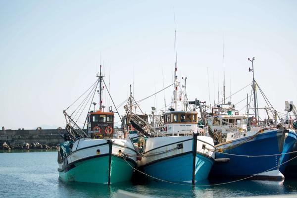 In Search of the Marine Big 5 | Dyer Island Cruises