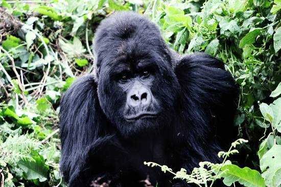 There's no scarier moment than meeting a silverback head on