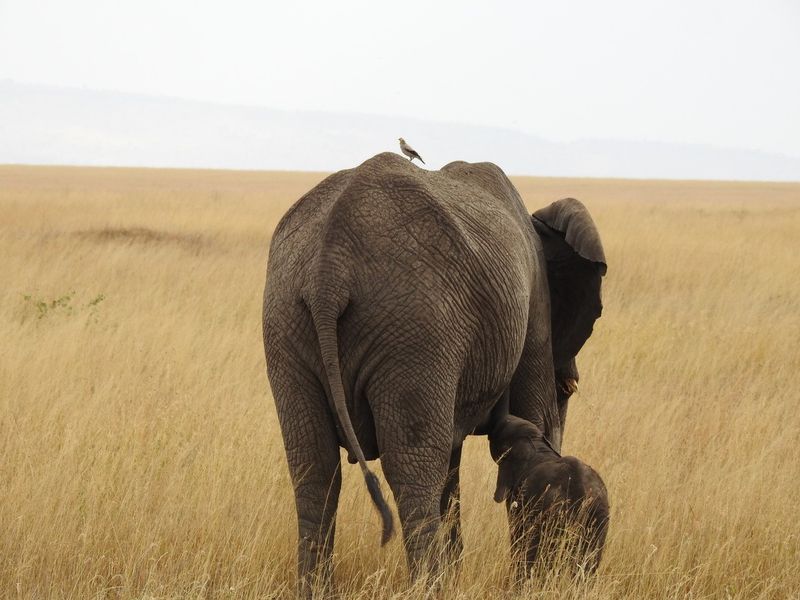 Mother and baby elephant