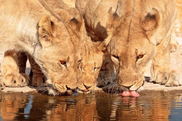 The 5 Best Live Cams From The African Wild
