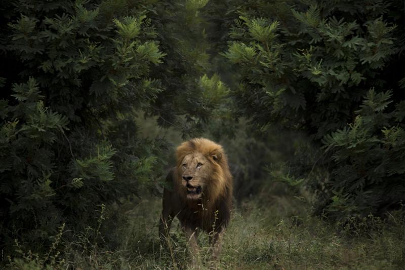Perca-se no Kruger com o grande rei da selva