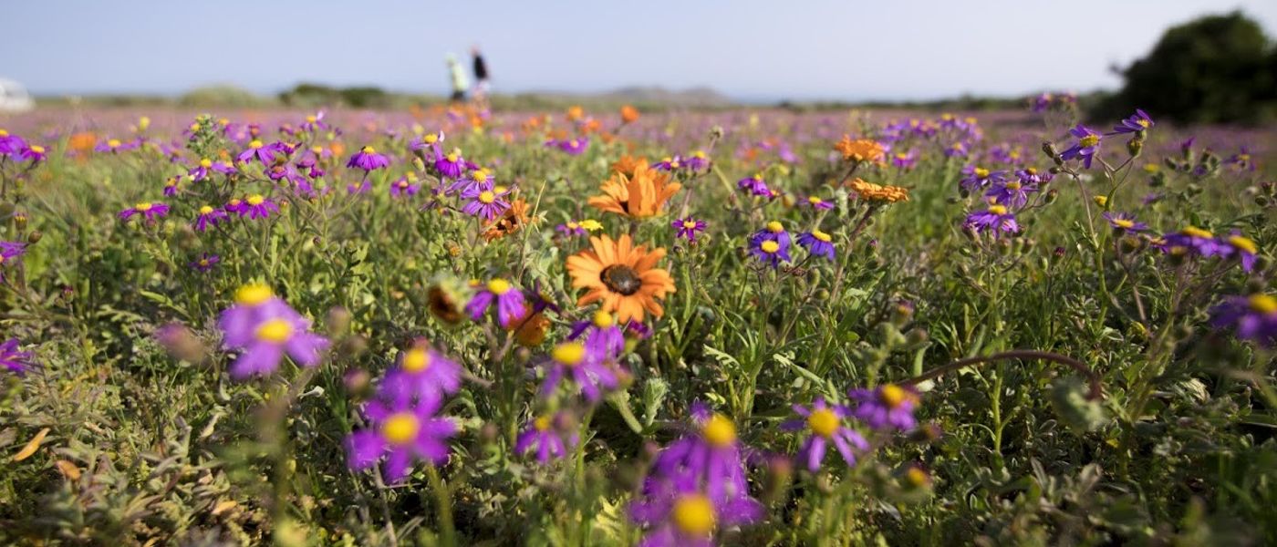 Primavera na África do Sul | A temporada das flores no Cabo Ocidental