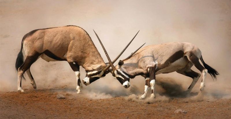 Zwei männliche Spießböcke kämpfen auf sandigem Boden - ein tolles Motiv auf einer Reise durch Namibia
