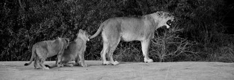 Lioness with cubs