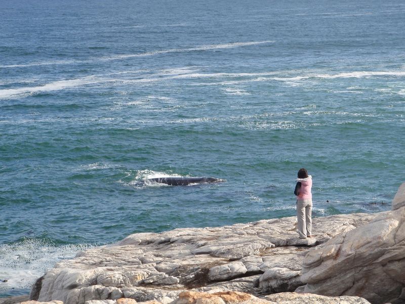 Observe whales at the edge of a cliff