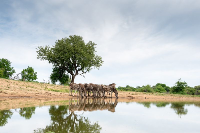 Zebras grazing, a perfect opportunity for safari photography