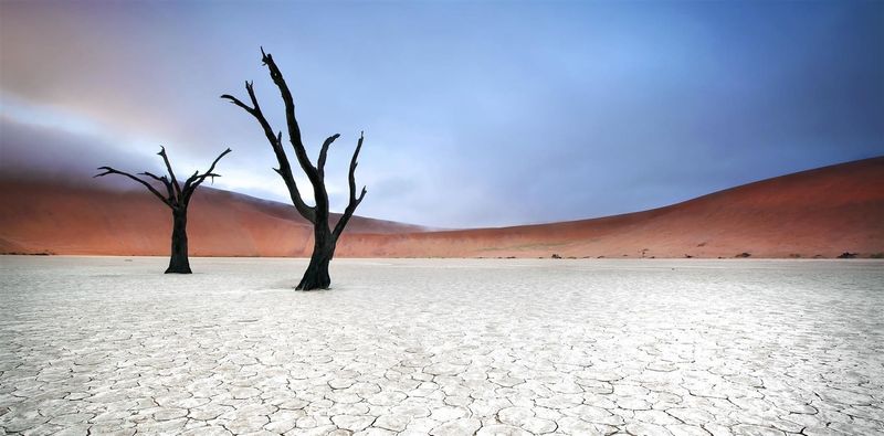 The trees of aptly named Deadvlei