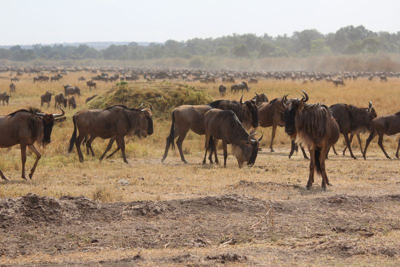The Great Wildebeest Migration