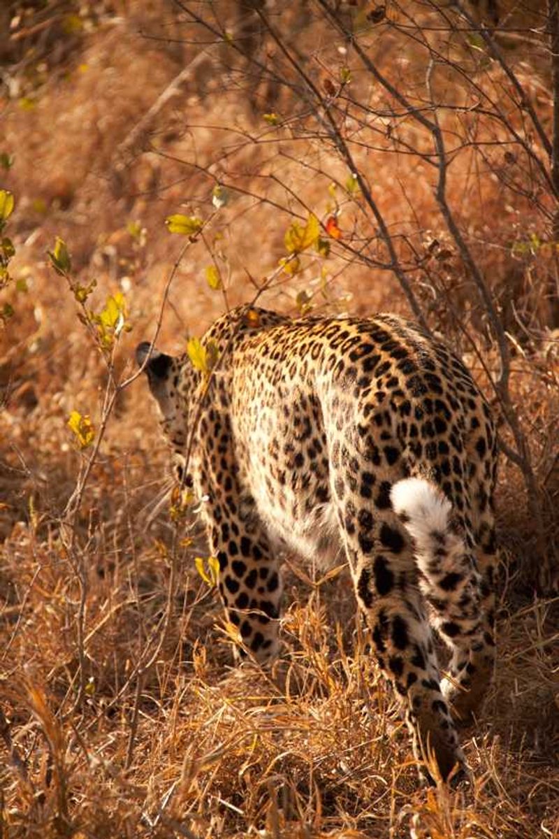 Leopard