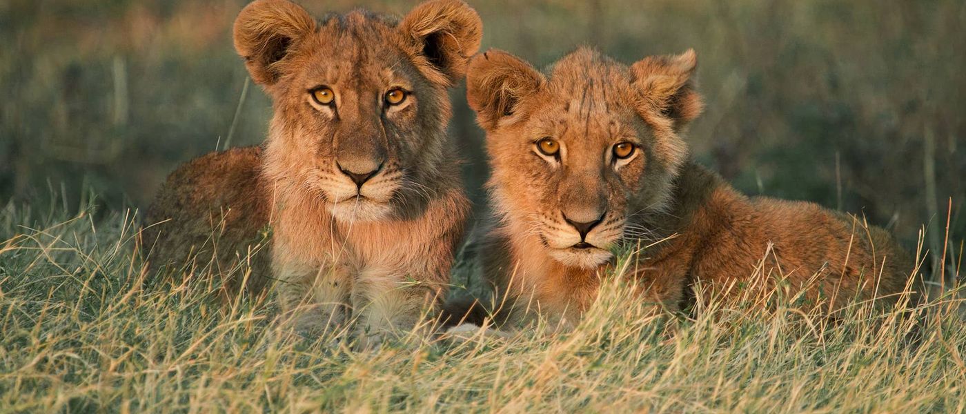 The Magnificent Wildlife of Botswana
