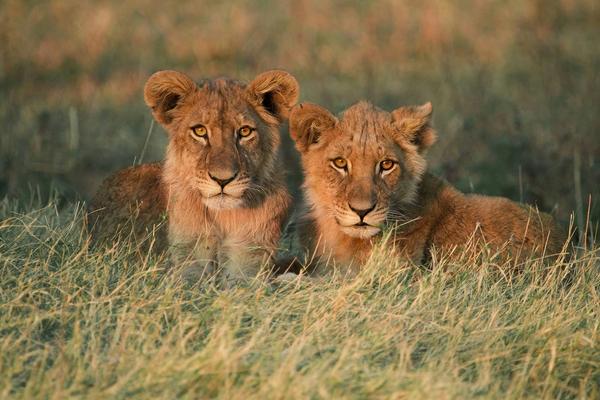 The Magnificent Wildlife of Botswana