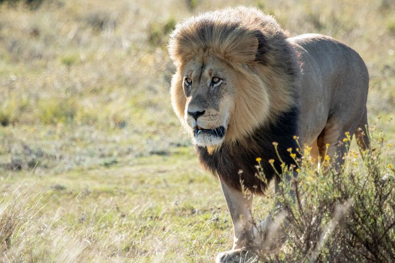 A Rota Jardim é o lar de alguns dos leões machos mais magníficos da África