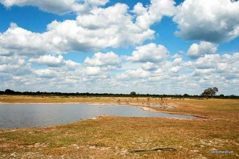 "We saw so much, so many different types of behavior, weavers building nests, dung beetles rolling their balls of elephant poo, saddle billed storks fishing, monitor lizards sticking out their tongues to catch an insect flying by, we saw seventeen giraffe walk in single file across a plain and come to a waterhole to drink (I got tears at that)...