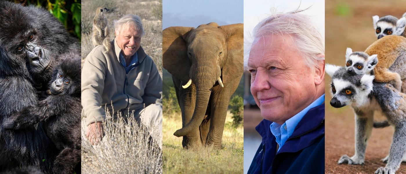 Sir David Attenborough’s Africa: A Century of Wonder