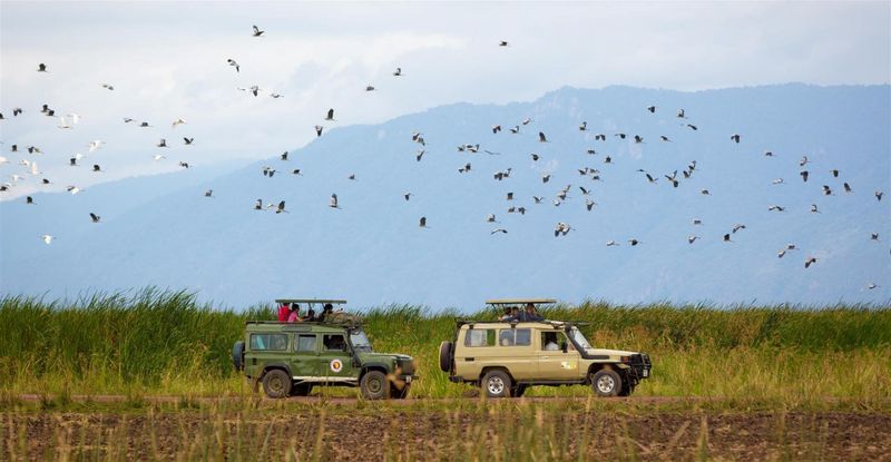 Safari in Tanzania