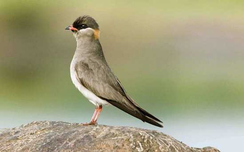 Rock Pratincole