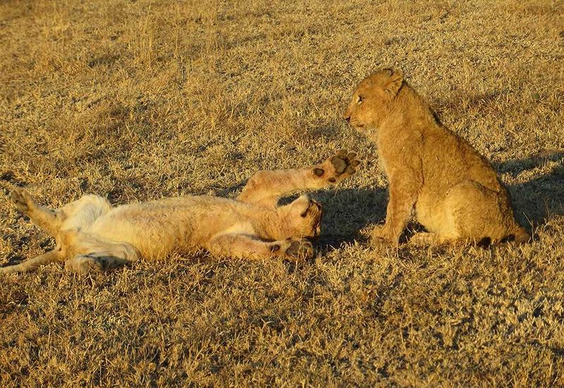 Africa's Wild 3