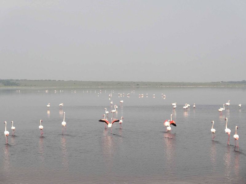 We tried to stir a mass of flamingos into the air in order to capture the brilliant colours. Only two could be enticed. - Lake Ndutu