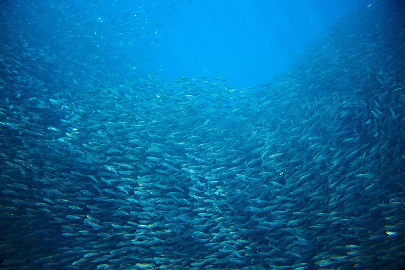 Una vista deslumbrante mientras las sardinas emprenden su viaje anual