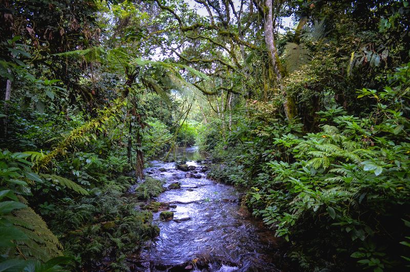 riacho em meio a uma floresta