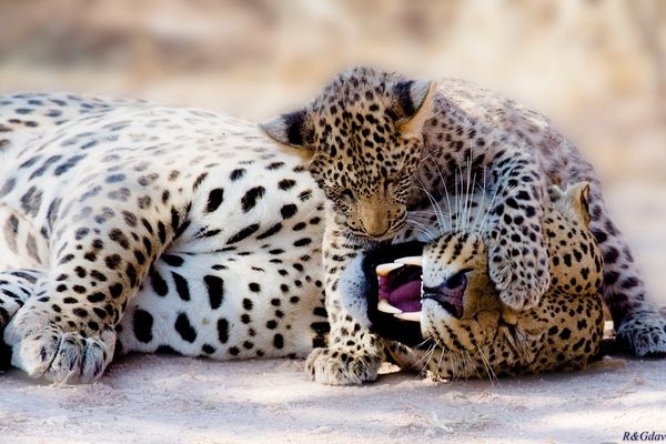 All you need is love – eine Safari voller Liebe und Zuneigung