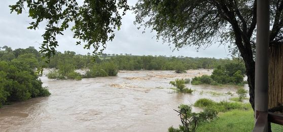 Navigating the Greater Kruger Floods: What You Need to Know
