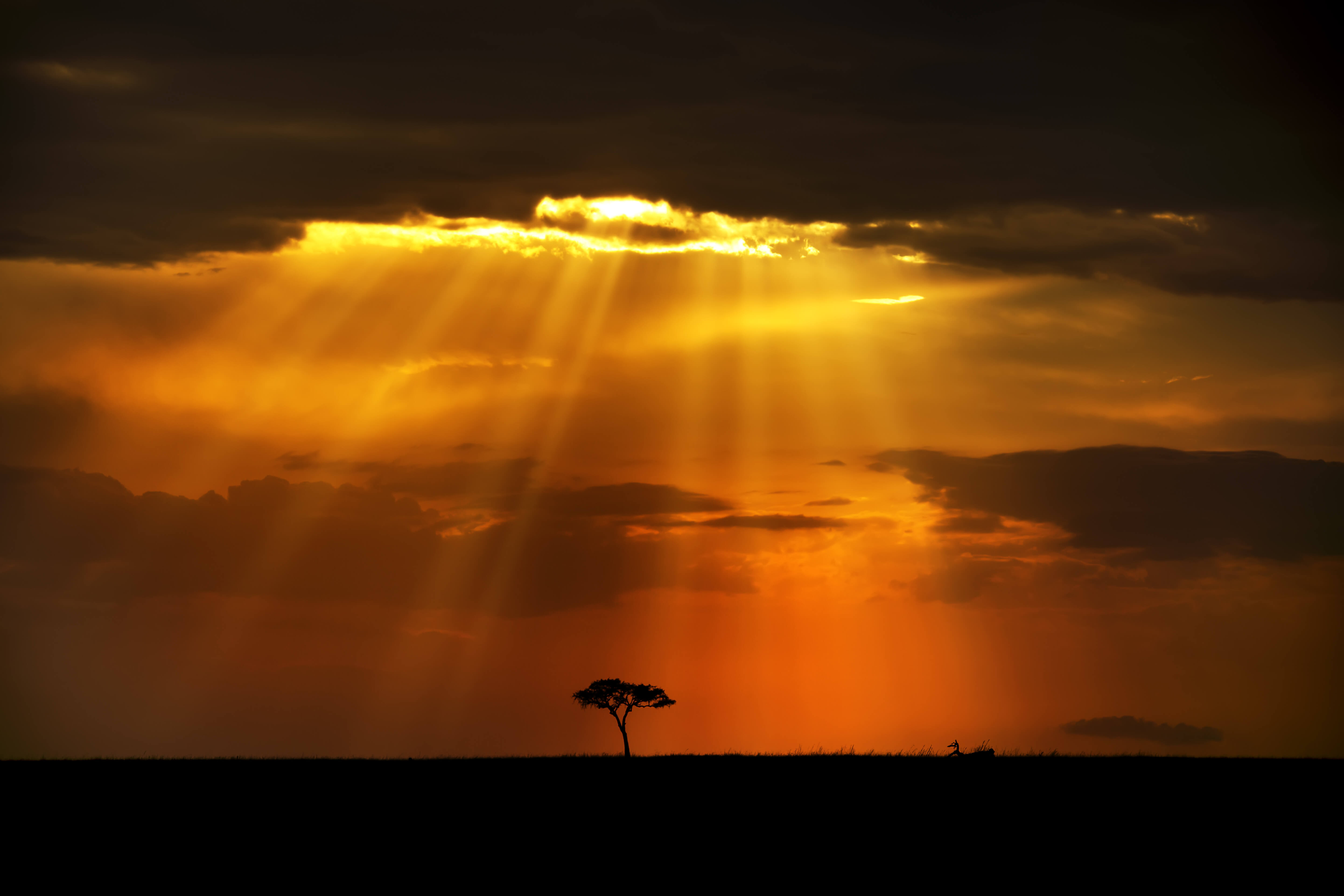 Top Wildlife Photography Tips From Clement Kiragu