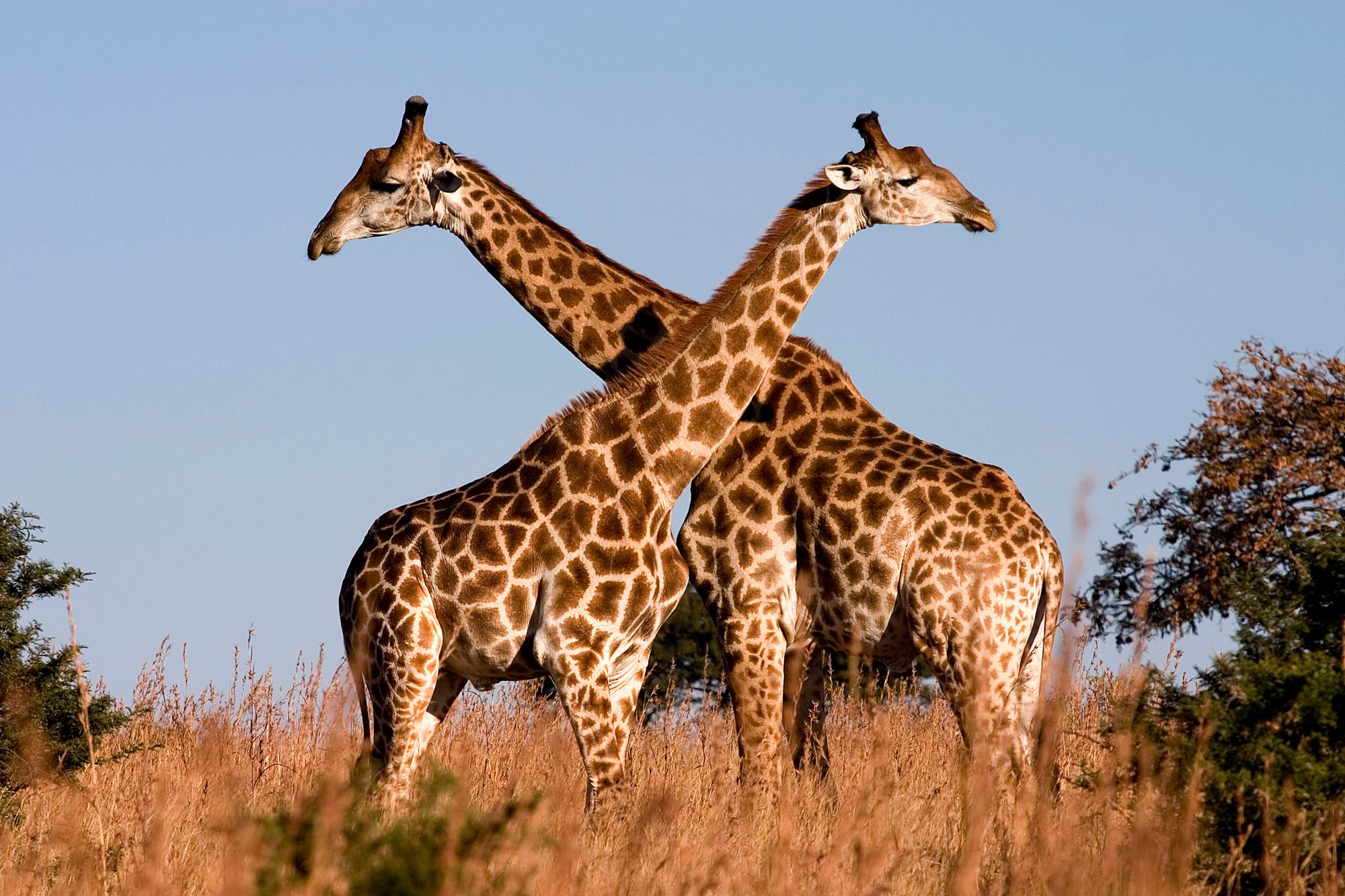 Strange Love: 7 Head-scratching Mating Habits from Africa
